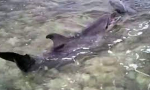 В Севастополе собственник дельфинария выбросил дельфинов в море – нет денег (видео)