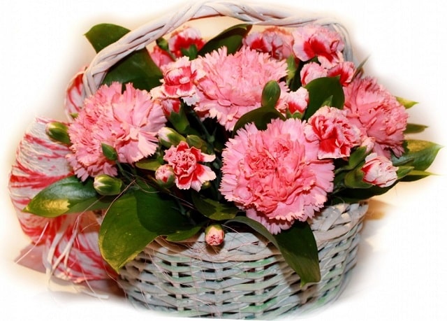 Какие цветы дарят мужчинам на День рождения: обзор, советы - фото2 Какие цветы дарят мужчинам на День рождения: обзор, советы - фото2