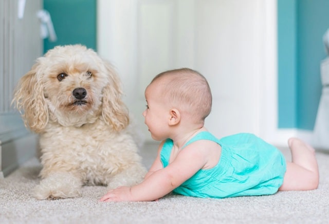 Как собаки делают детей добрыми и социально адаптированными - фото