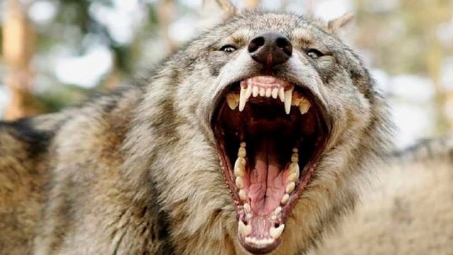 Волк, покусавший людей в Крыму, был бешеным