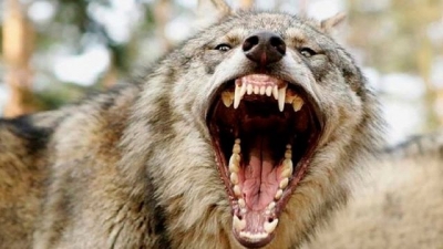 Волк, покусавший людей в Крыму, был бешеным