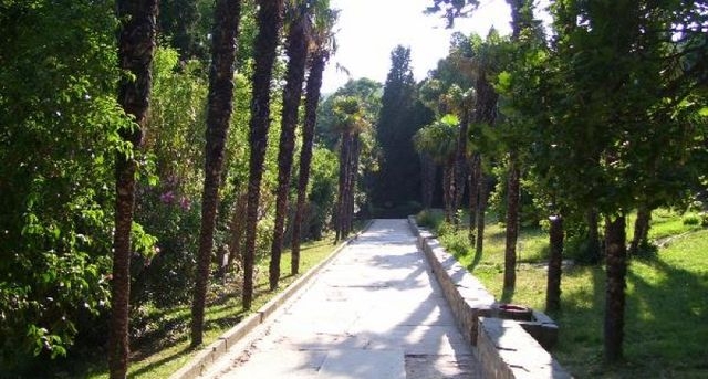 Специалисты Никитского сада не знают, как побороть пальмовых долгоносиков