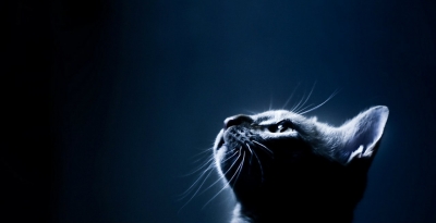 Геймер из Ялты решил участвовать в знаменитом баттле по второй части сетевой игры «Dota»