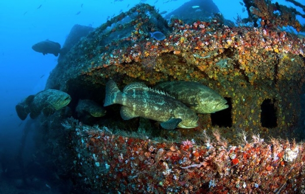 К большому восторгу дайверов у Ялты решили потопить морские суда и другую технику