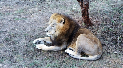 Трагедия в сафари-парке «Тайган» - львы загрызли управляющую парка