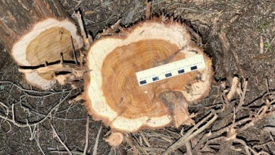 Условный срок и 210 тыс. рублей штрафа – жителя Бахчисарая наказали за вырубку можжевельника