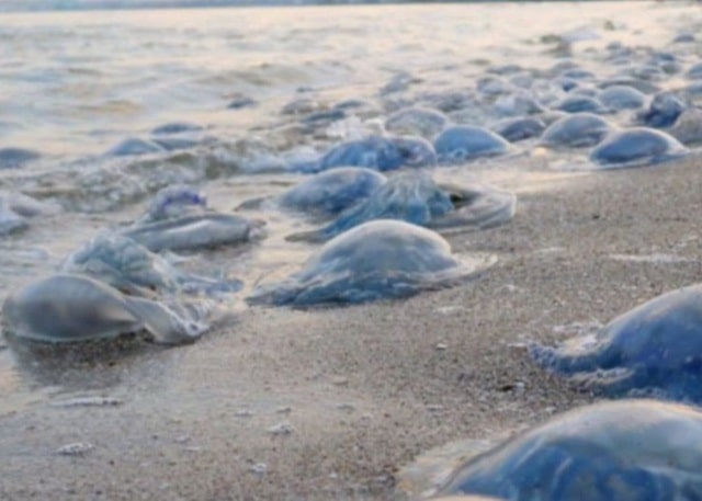 Ученые планируют заново создать «портрет» Азовского моря