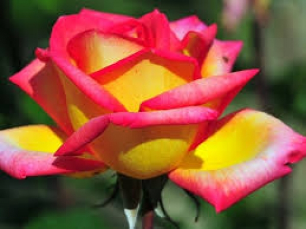 В Никитском саду проходит выставка роз