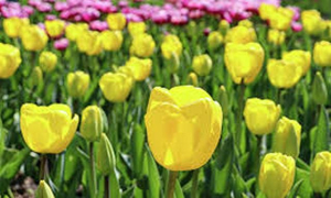 В Никитском ботаническом саду готовятся к параду тюльпанов