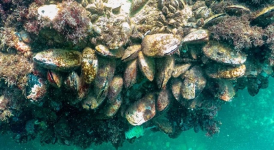 Крымские предприятия увеличили объемы добычи аквакультуры