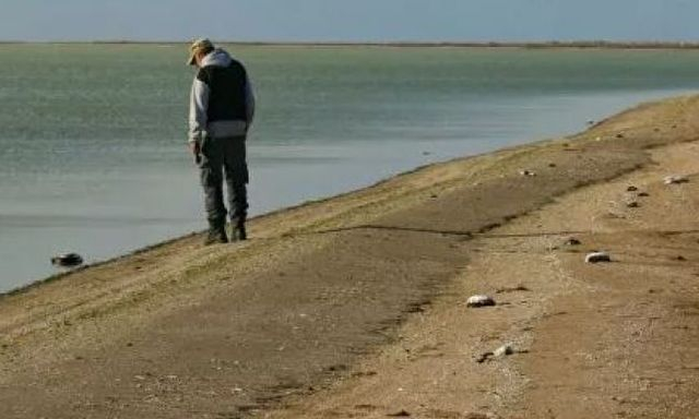 На побережье Сиваша со стороны Крыма массово гибнет рыба