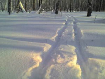 Ночью искали подростков в лесу