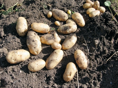 В семидесяти километрах от Симферополя обнаружено опасное заболевание