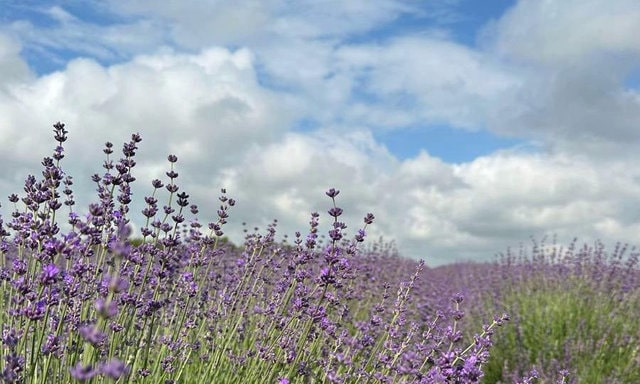В Крыму начали высаживать новый сорт лаванды – «Меркурий»
