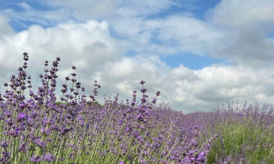 В Крыму начали высаживать новый сорт лаванды – «Меркурий»