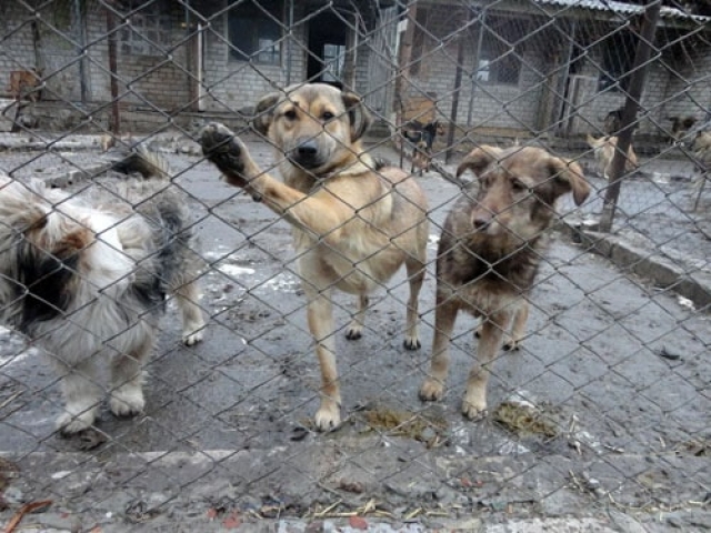 Зоозащитники протестуют против уничтожения собачьего приюта