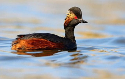 На озере Сиваш массово гибнут птицы - пеганка и черношейная поганка