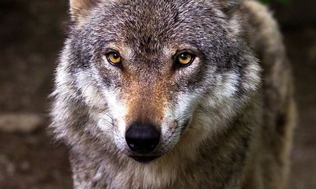 В поселок село Волошино под Армянском стали наведываться волки