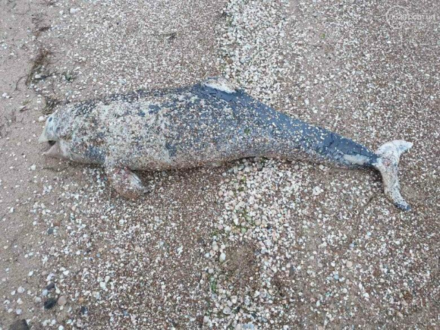 Морозы в Крыму убили нескольких дельфинов &ndash; их завалило льдом