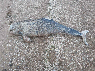 Морозы в Крыму убили нескольких дельфинов – их завалило льдом