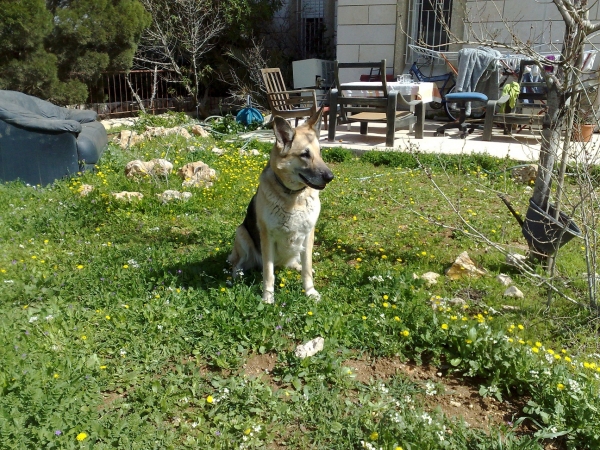 Дворняги затрудняют перепись