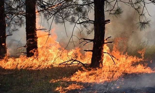 В Симферопольском районе горел лес