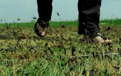 Саранча в Крыму не успела сгрызть растительность, ее уничтожили саму - с помощью авиации (видео)