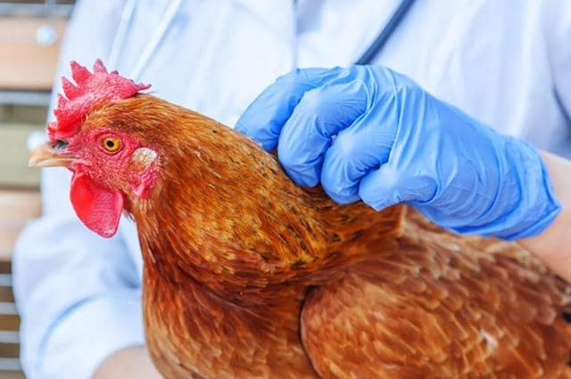 Специалисты предупреждают об угрозе эпидемии птичьего гриппа в Крыму