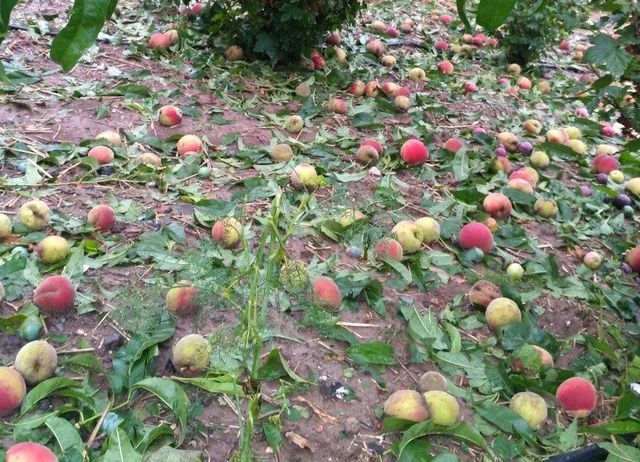 Град уничтожил все надежды на урожай нынешнего года