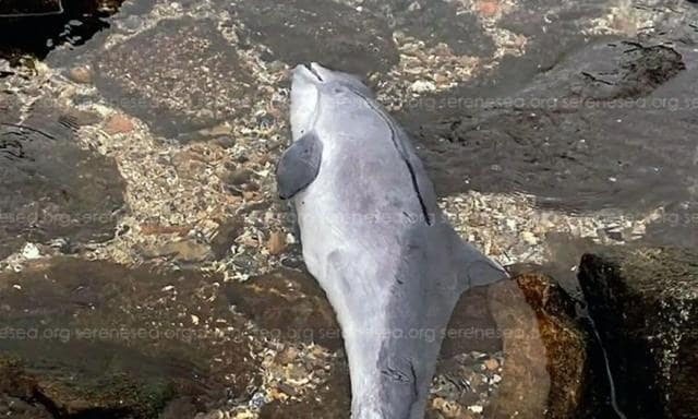 Зафиксирован редкий случай агрессии между дельфинами