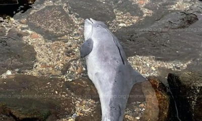 Зафиксирован редкий случай агрессии между дельфинами