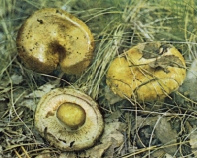 Из-за близнецов поднялась шумиха в детском саду