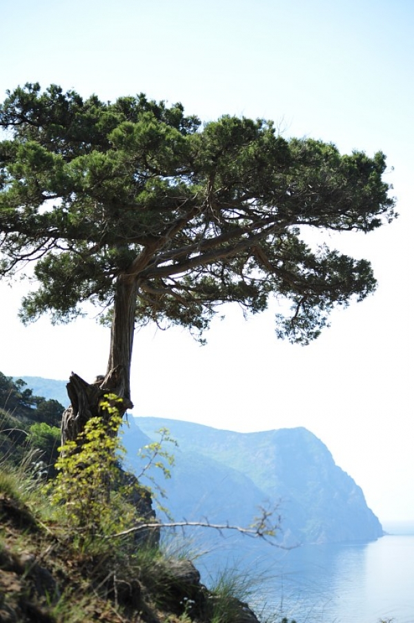 Повреждены 29 можжевельников, занесенных в Красную книгу