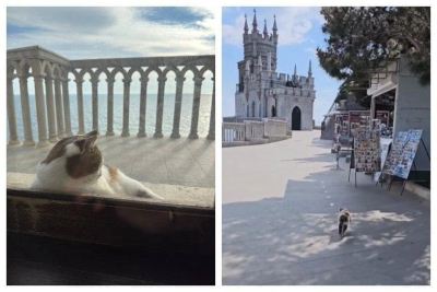 Кошку Мусю, которую турист сбросил с 40-метровой высоты, нашли живой