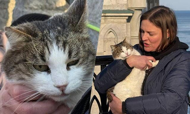 Турист, сбросивший кошку с обрыва, понесет только административное наказание