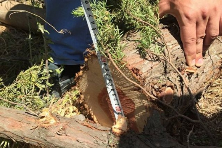 На Солнечной тропе исчезает можжевельник – его спиливают для сооружения забора на стройке