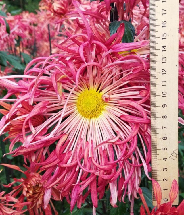 В Никитском ботаническом саду распустились хризантемы-гиганты