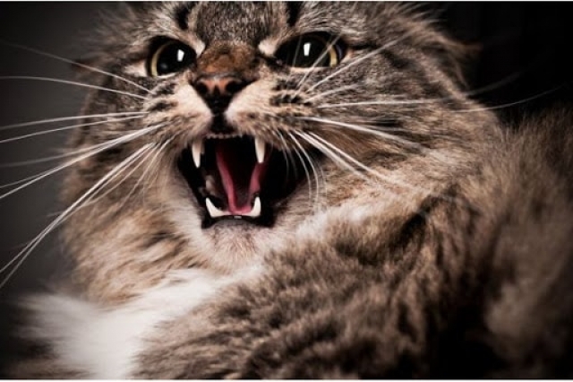 В Крыму штрафуют владельцев не привитых животных