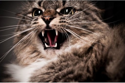 В Крыму штрафуют владельцев не привитых животных