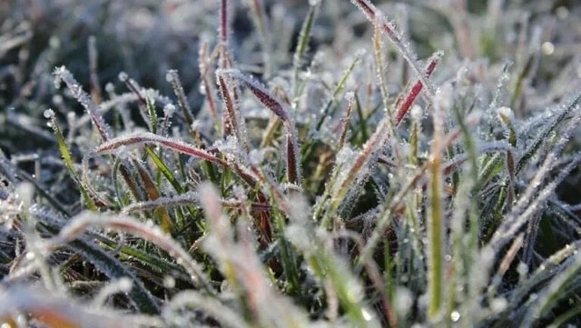 Майские заморозки в Крыму могут негативно сказаться на виноградниках и фруктовых деревьях