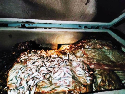 В Крыму уничтожили более 7-ми тонн мороженой кильки