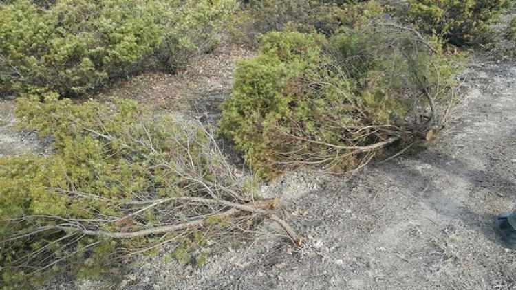 В Севастополе намерены узаконить продажу краснокнижных деревьев