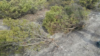 В Севастополе намерены узаконить продажу краснокнижных деревьев