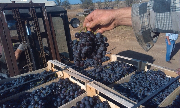 Из Крыма в Курскую область отправят виноград и яблоки