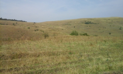 В Крыму выращивают сорняки