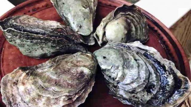 В Севастополе наладили производство молоди устриц для фермерских хозяйств Крыма