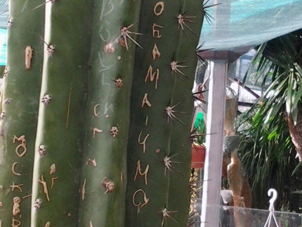 Вандалы побывали в Ботаническом саду Ялты