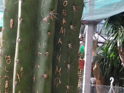 Вандалы побывали в Ботаническом саду Ялты