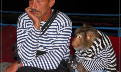 Фотографам-живодерам возвращают питомцев