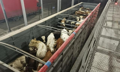 Фермер не смог ввезти на территорию Крыма 38 голов КРС